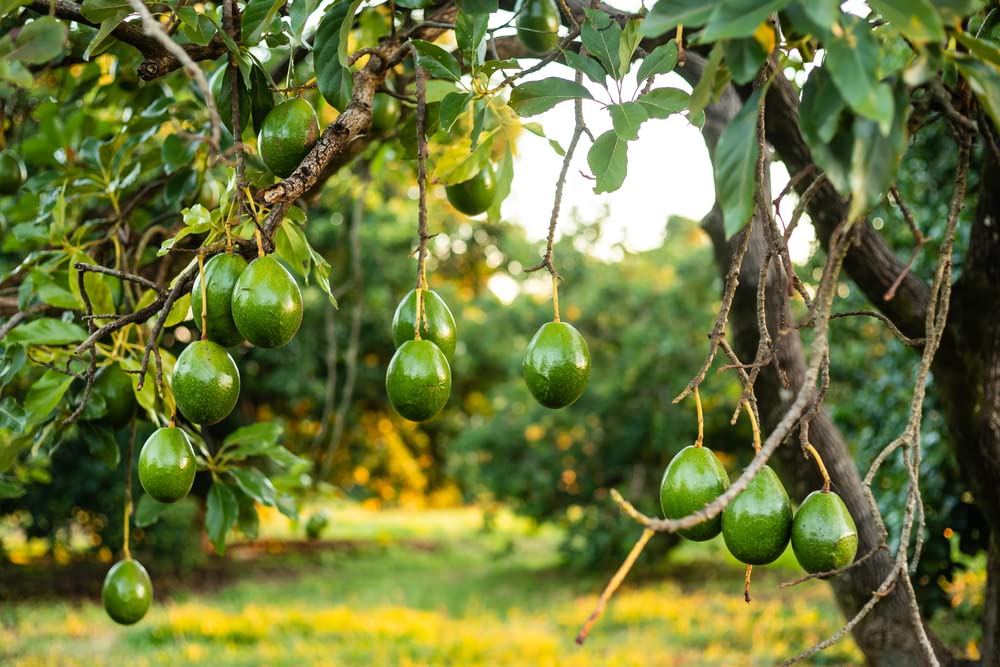 HASS Avocado Tree Grafted 2-3 Feet Tall, Avocado Live Plant for Planting