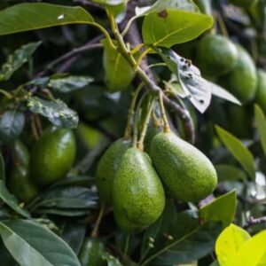 HASS Avocado Tree Grafted 2-3 Feet Tall, Avocado Live Plant for Planting