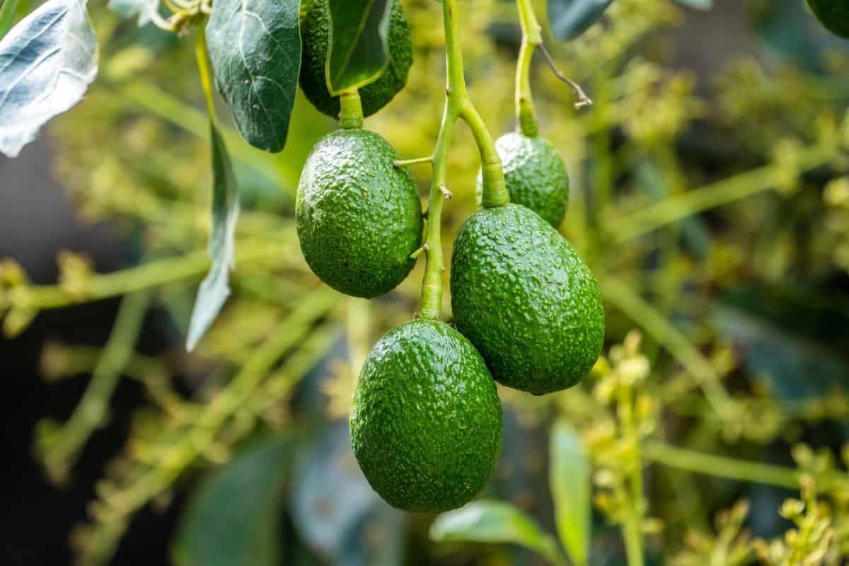 HASS Avocado Tree Grafted 2-3 Feet Tall, Avocado Live Plant for Planting