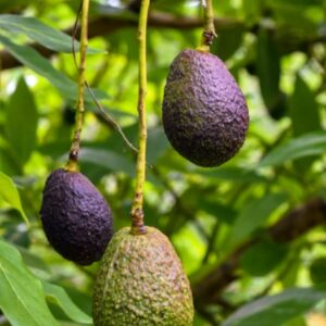 HASS Avocado Tree Grafted 2-3 Feet Tall, Avocado Live Plant for Planting