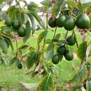 HASS Avocado Tree Grafted 2-3 Feet Tall, Avocado Live Plant for Planting