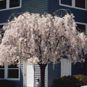 CHUXAY GARDEN Dwarf Weeping White Cherry Tree 5 Seeds Beauty White Privacy Screen Ornimental Tree Great for Planting