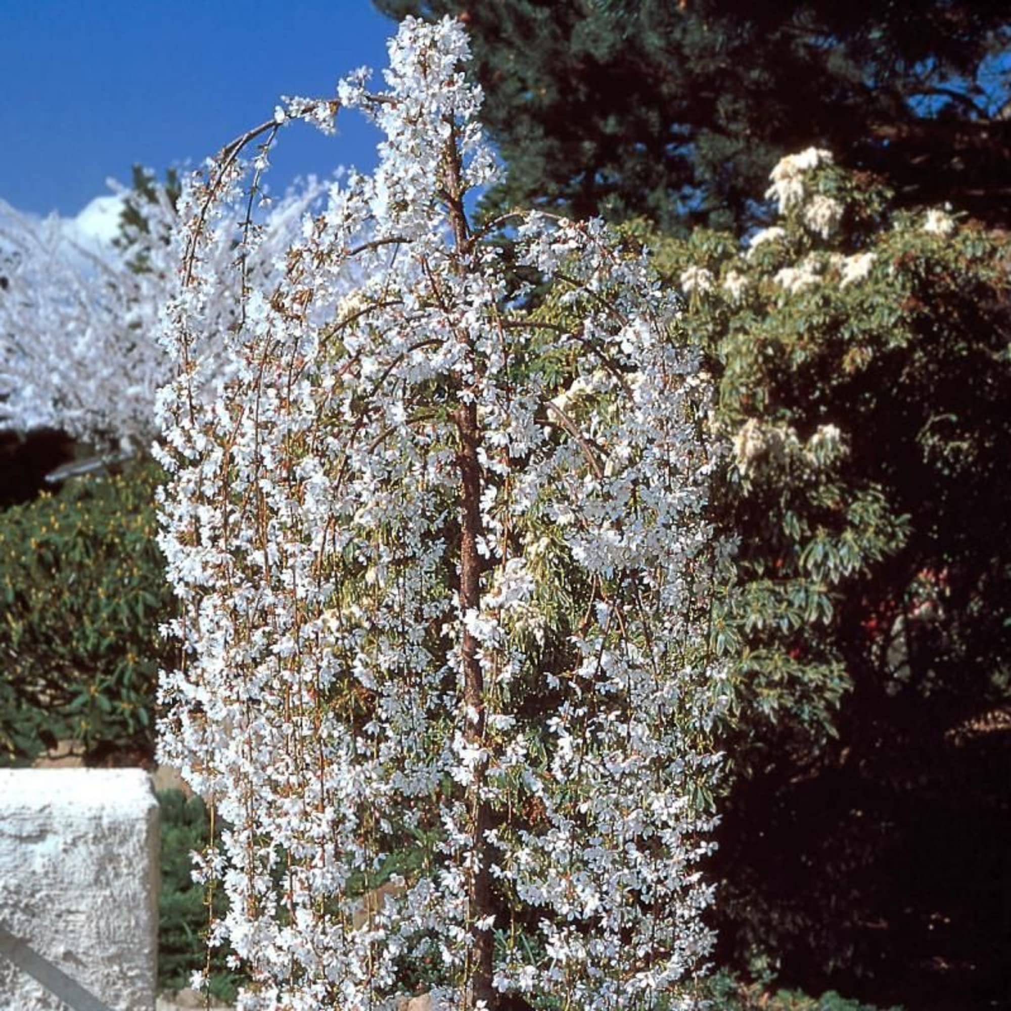 CHUXAY GARDEN Dwarf Weeping White Cherry Tree 5 Seeds Beauty White Privacy Screen Ornimental Tree Great for Planting