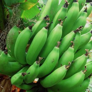 1 Starter Plant of Dwarf Cavendish Banana Tree