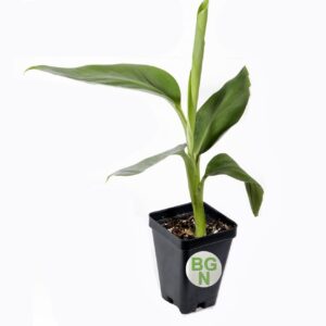 1 LIVE PLANT Goldfinger Dwarf Banana Tree - RARE Desert Banana 3 to 8 inch tall