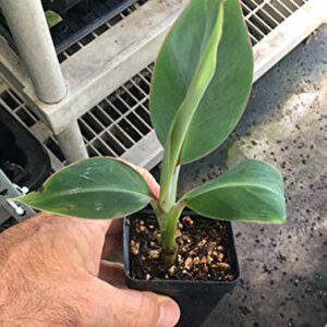 1 LIVE PLANT Goldfinger Dwarf Banana Tree - RARE Desert Banana 3 to 8 inch tall