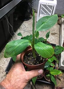 dwarf cavendish banana plant - live banana plant - dwarf banana plant