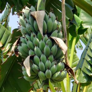 Seeds -5 Dwarf Cavendish Banana Tropical Plant Seeds Container Standard Deck Plant Fruit Tree Musa acuminata Growers Favorite