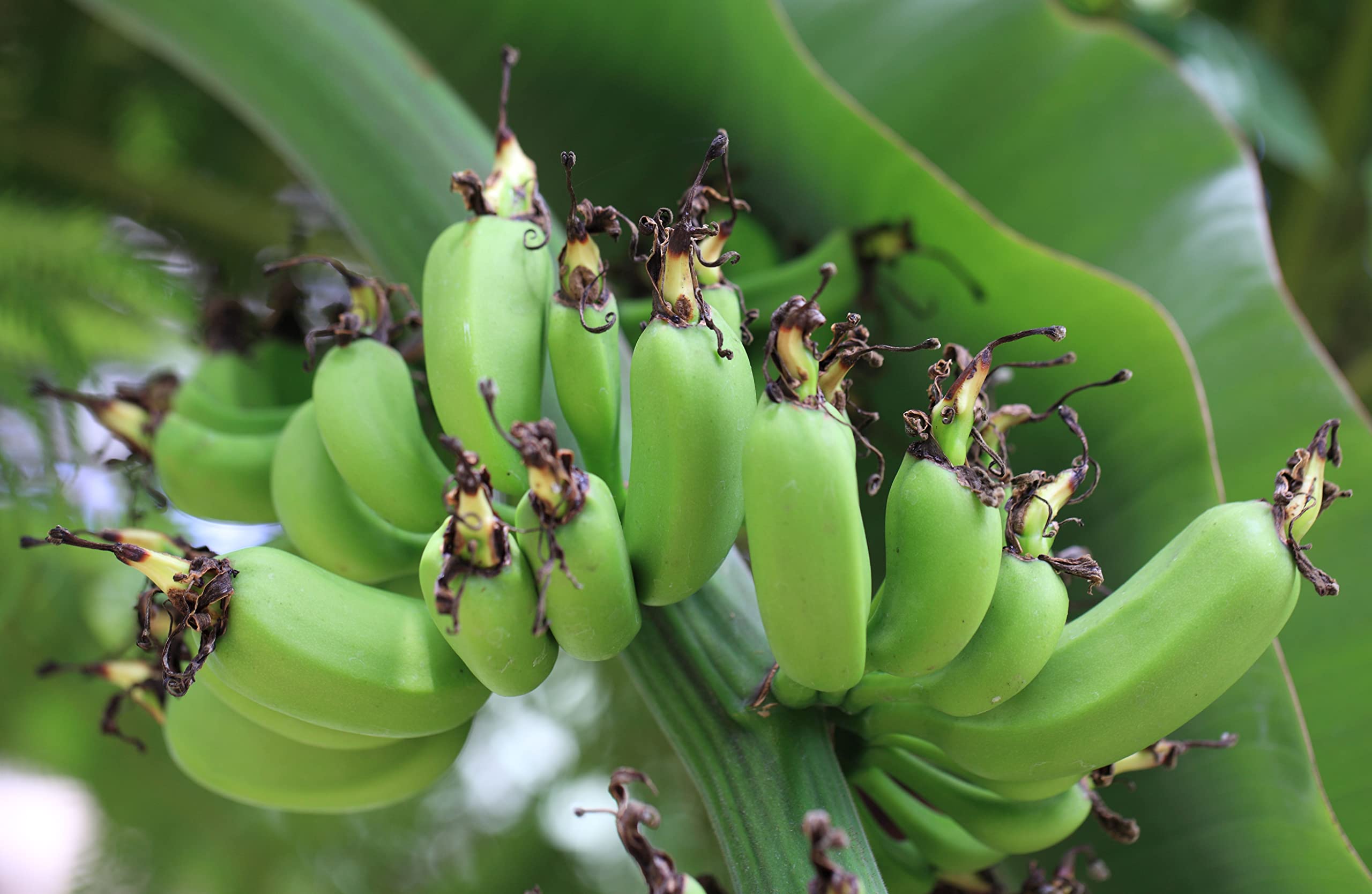 Seeds -5 Dwarf Cavendish Banana Tropical Plant Seeds Container Standard Deck Plant Fruit Tree Musa acuminata Growers Favorite