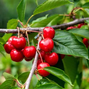 Dwarf Cherry Tree Live Plant 3 to 4 Ft Height, Royal Cherry Fruits Ready to Grow