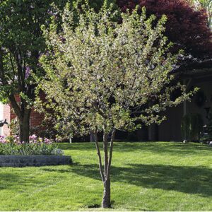 Dwarf Cherry Tree Live Plant 3 to 4 Ft Height, Royal Cherry Fruits Ready to Grow