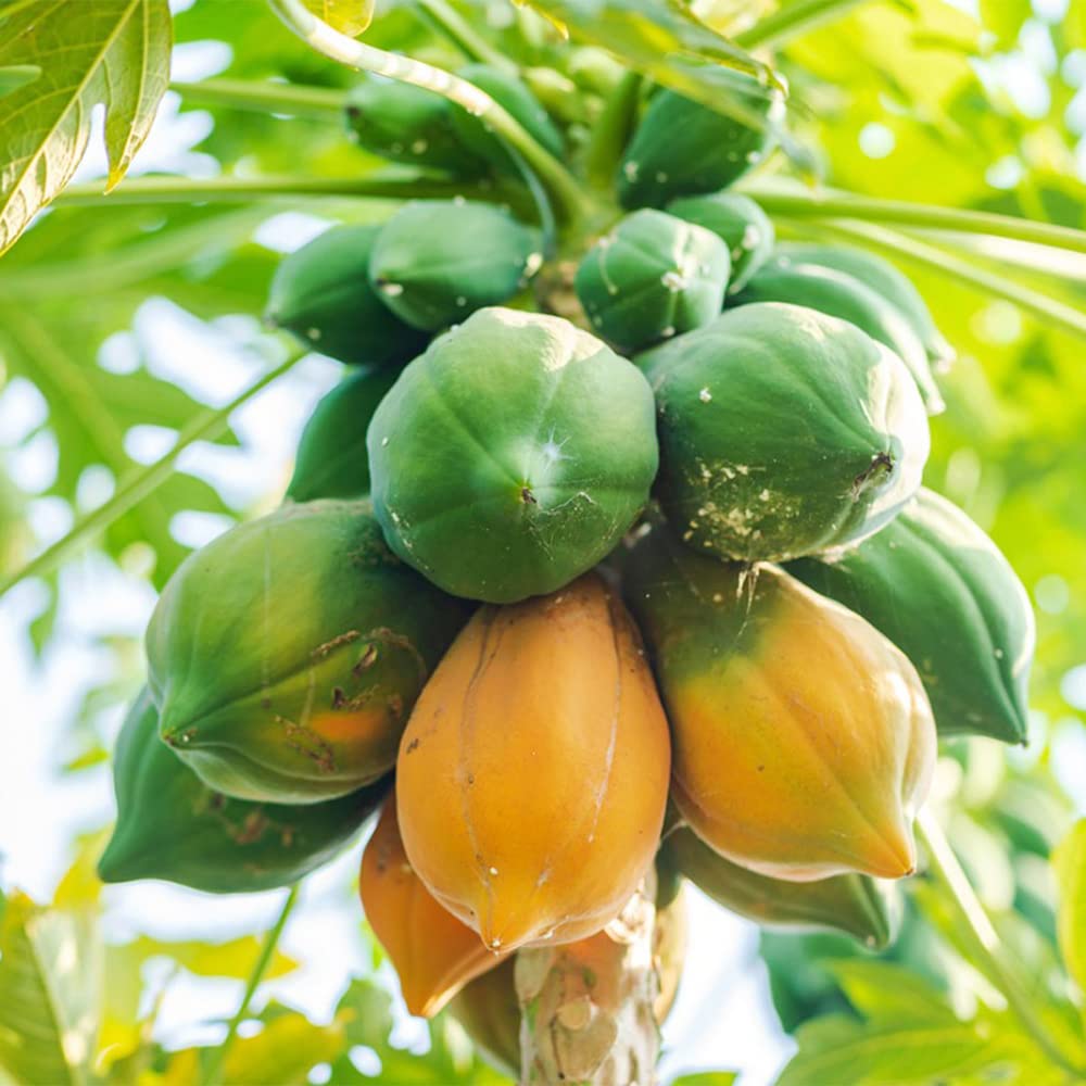 QAUZUY GARDEN 10+ Dwarf Waimanalo Papaya Seeds Very Fresh Rare Tropical Fruit Tree Seeds Non-GMO Seeds Very Fast-Growing Nutritious Fruits Survival Gear Food Seeds