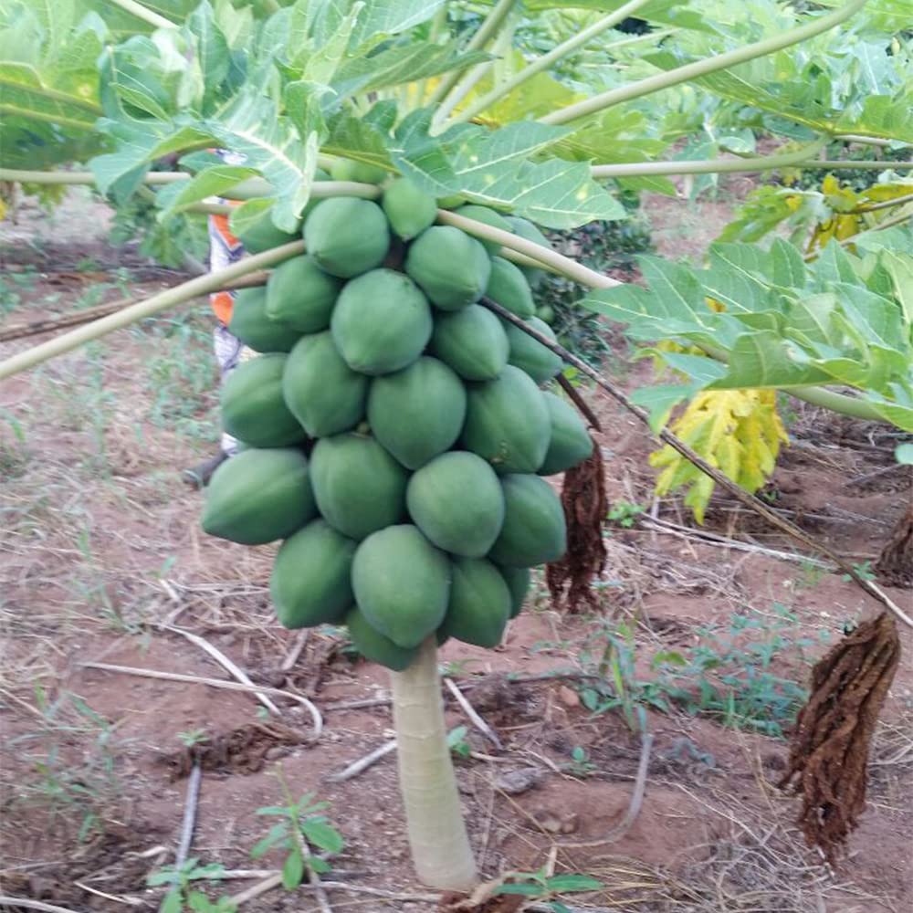 QAUZUY GARDEN 10+ Dwarf Waimanalo Papaya Seeds Very Fresh Rare Tropical Fruit Tree Seeds Non-GMO Seeds Very Fast-Growing Nutritious Fruits Survival Gear Food Seeds