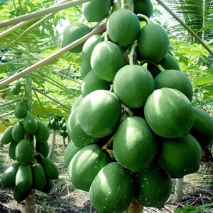 QAUZUY GARDEN 10+ Dwarf Waimanalo Papaya Seeds Very Fresh Rare Tropical Fruit Tree Seeds Non-GMO Seeds Very Fast-Growing Nutritious Fruits Survival Gear Food Seeds