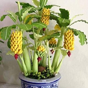 Seeds4planting - Seeds Ornamental Banana Exotic Tree Indoor Dwarf Perennial Flowers Non GMO