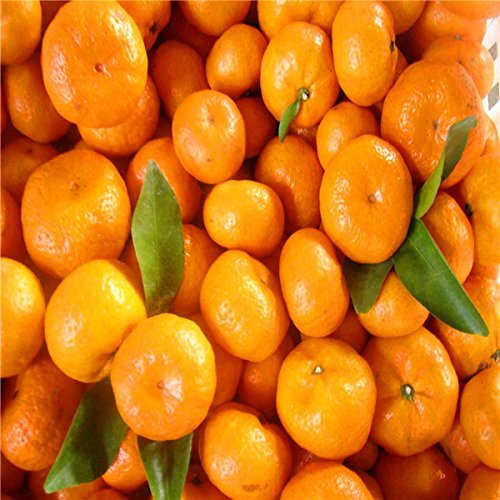 Fruit Seeds Dwarf Standing Orange Tree Seeds Indoor Plant in Pot Garden Decoration Plant 100pcs E01