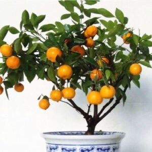 Fruit Seeds Dwarf Standing Orange Tree Seeds Indoor Plant in Pot Garden Decoration Plant 100pcs E01