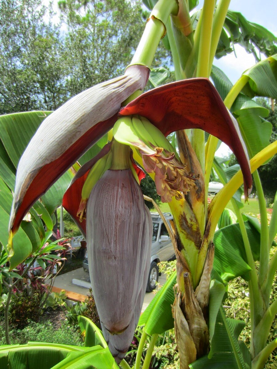 Chiquita Banana Grand Nain Tree - Great Dwarf Live Banana Plant