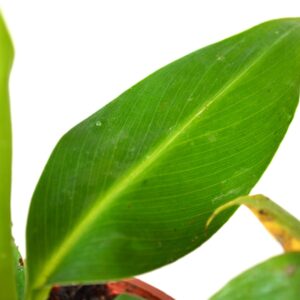 9GreenBox - Truly Tiny - Tiny Musa Banana Tree - 4" Pot - Great Fruit