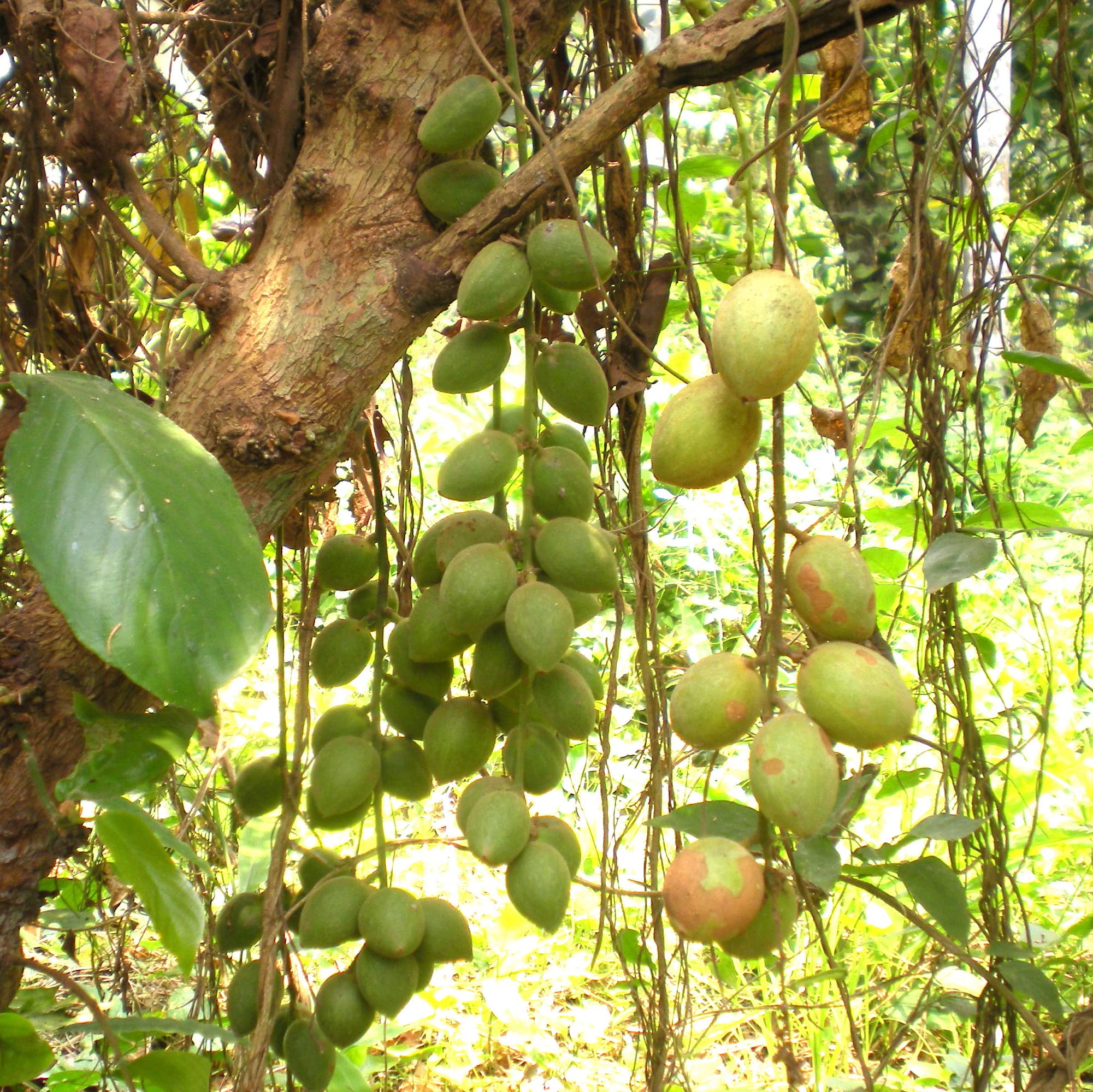 CHUXAY GARDEN Baccaurea Ramiflora Seed,Burmese Grape 10 Seeds Evergreen Tree Growing to 25 m Edible Sweet Fruit Great for Garden