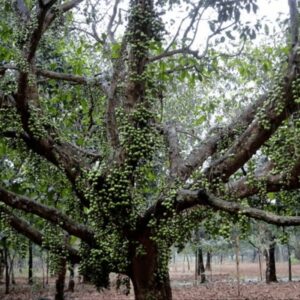 CHUXAY GARDEN Baccaurea Ramiflora Seed,Burmese Grape 10 Seeds Evergreen Tree Growing to 25 m Edible Sweet Fruit Great for Garden