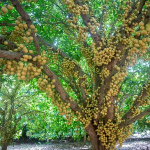 CHUXAY GARDEN Baccaurea Ramiflora Seed,Burmese Grape 10 Seeds Evergreen Tree Growing to 25 m Edible Sweet Fruit Great for Garden