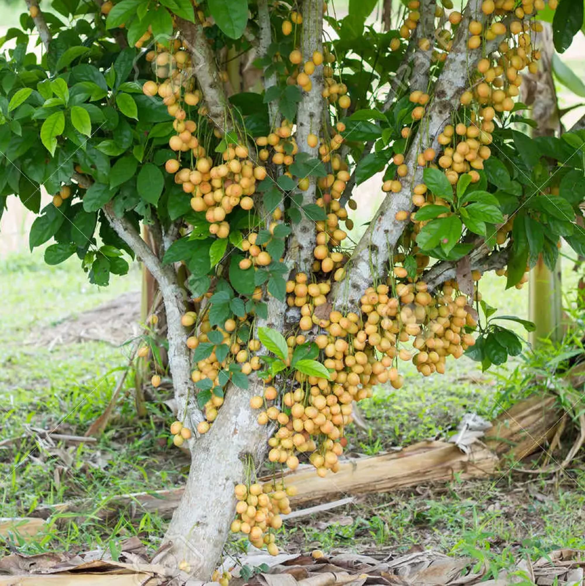 CHUXAY GARDEN Baccaurea Ramiflora Seed,Burmese Grape 10 Seeds Evergreen Tree Growing to 25 m Edible Sweet Fruit Great for Garden