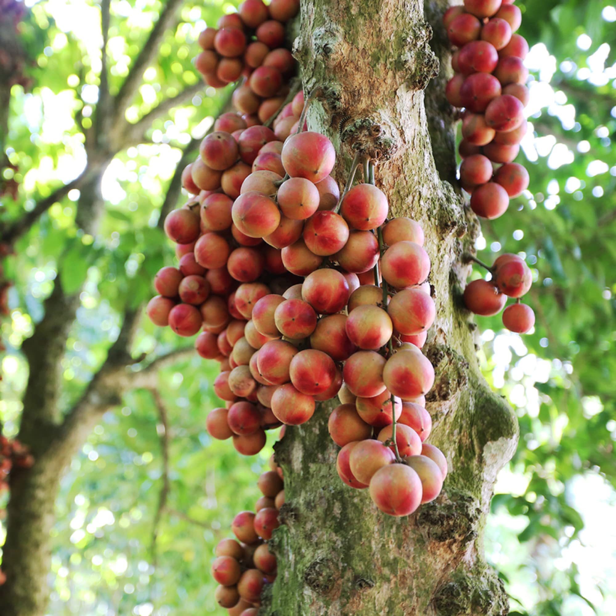 CHUXAY GARDEN Baccaurea Ramiflora Seed,Burmese Grape 10 Seeds Evergreen Tree Growing to 25 m Edible Sweet Fruit Great for Garden