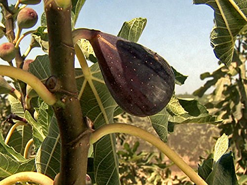 Fig Trees "Black Mission" includes Four (4) Live Plants