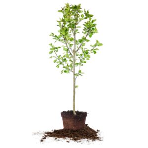 PERFECT PLANTS Orient Pear Tree 4-5 Feet | Live Outdoor Plant for Real Fruit | Heavy Fruit Producing Qualities | Home Garden Approved for Easy Growing