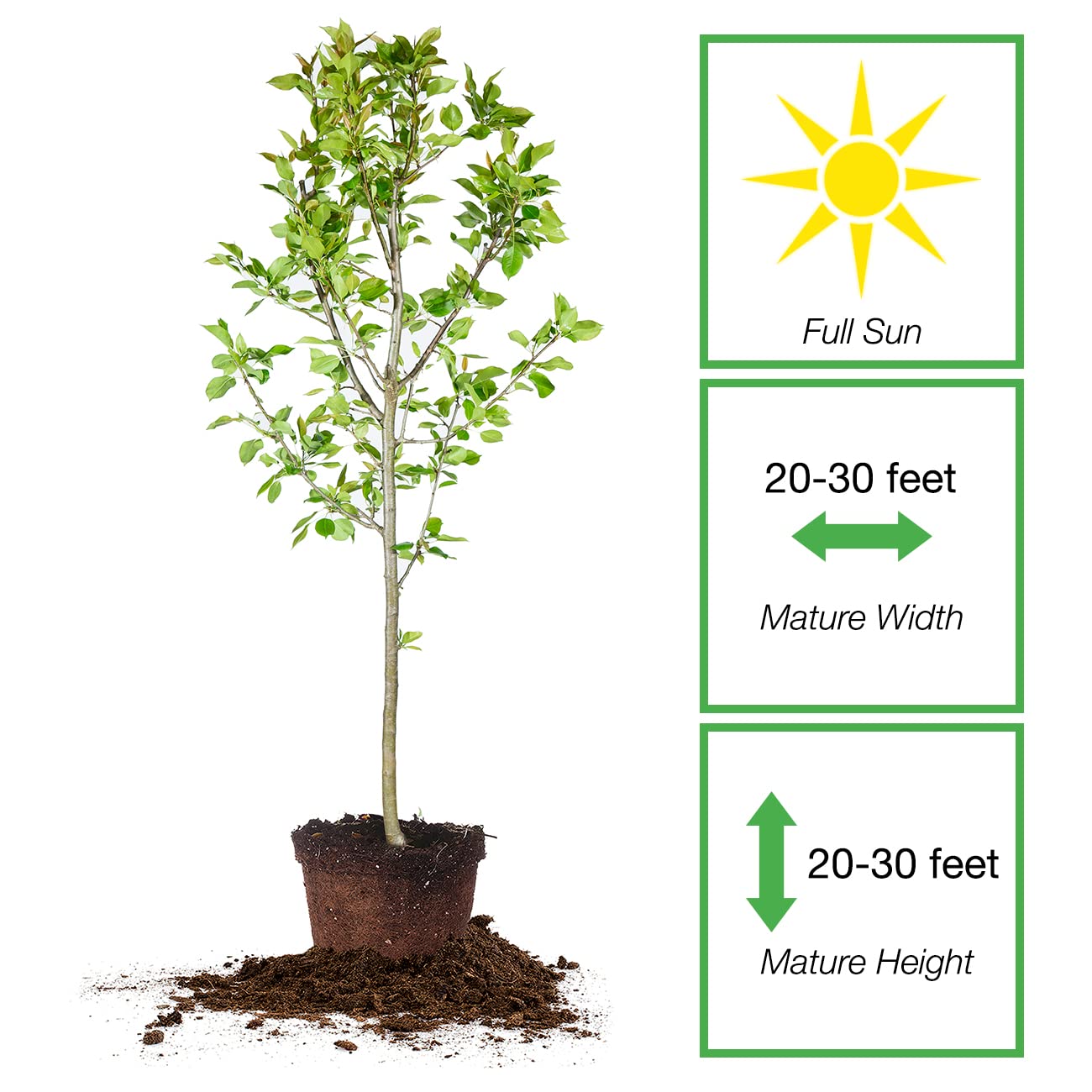 PERFECT PLANTS Orient Pear Tree 4-5 Feet | Live Outdoor Plant for Real Fruit | Heavy Fruit Producing Qualities | Home Garden Approved for Easy Growing