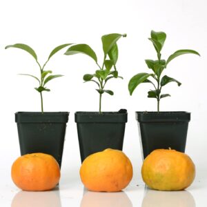 Gerald Winters and Son Satsuma Mandarin Tree Starter Plant. Citrus unshiu. 3'' - 5''