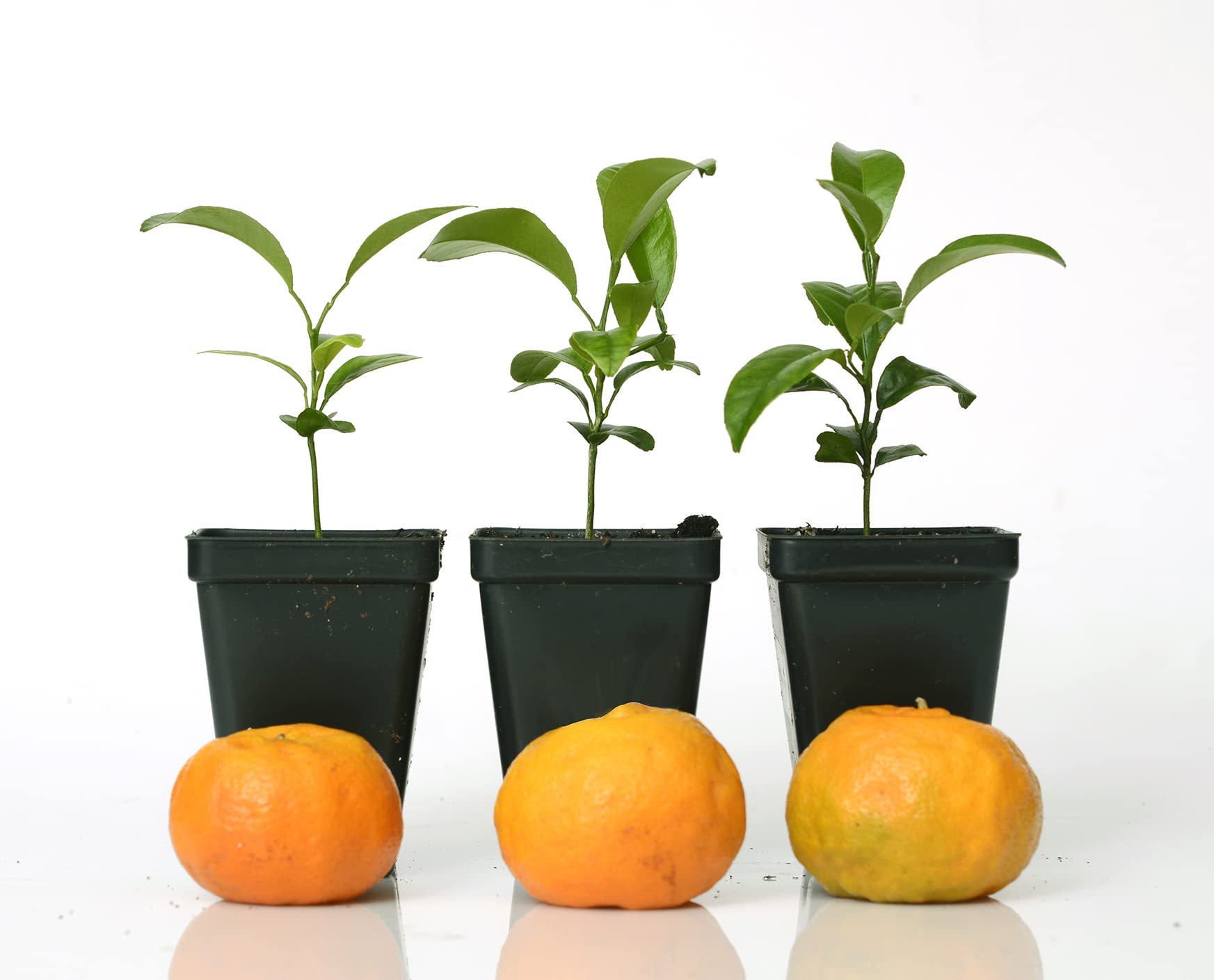 Gerald Winters and Son Satsuma Mandarin Tree Starter Plant. Citrus unshiu. 3'' - 5''