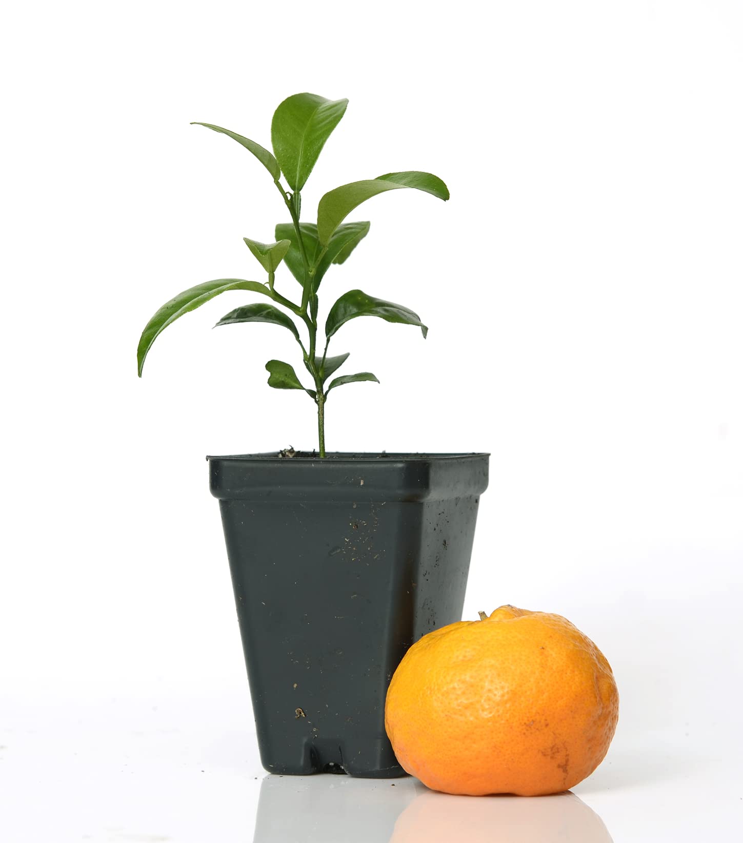 Gerald Winters and Son Satsuma Mandarin Tree Starter Plant. Citrus unshiu. 3'' - 5''