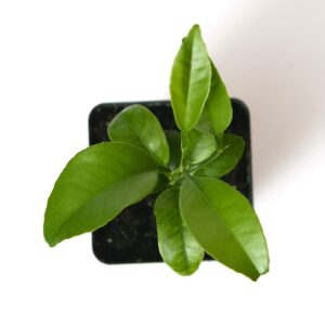 Gerald Winters and Son Satsuma Mandarin Tree Starter Plant. Citrus unshiu. 3'' - 5''