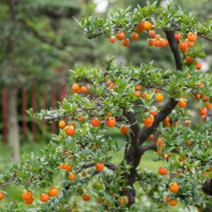 CHUXAY GARDEN Bonsai Orange Tree Seed 20 Seeds Evergreen Fruit Tree Edible Juicy Sweet Fruits Non-GMO Orange Great Gardening