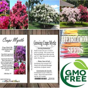 Big Pack - (1,000) Crape Myrtle Mix, Lagerstroemia Indica Tree Seeds - by MySeeds.Co (Big Pack - Crape Myrtle)