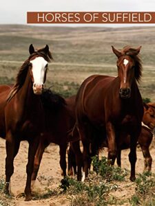 horses of suffield