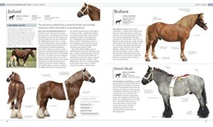 The Horse Encyclopedia (DK Pet Encyclopedias)