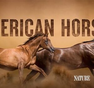 American Horses