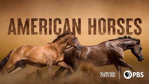 American Horses