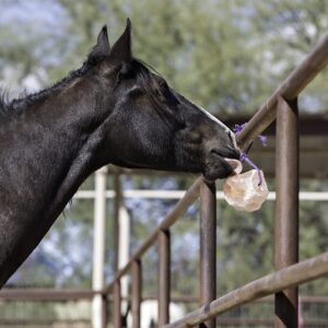 Horsemen's Pride 100% Himalayan Salt Block on Rope for Horses,7.5 Pounds