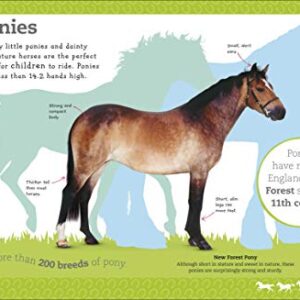 The Everything Book of Horses and Ponies (Everything About Pets)