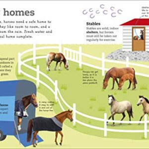 The Everything Book of Horses and Ponies (Everything About Pets)