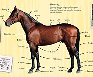 The Book of Horses: The ultimate guide to horses around the world