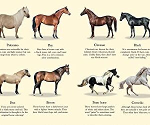 The Book of Horses: The ultimate guide to horses around the world