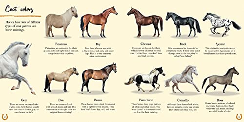 The Book of Horses: The ultimate guide to horses around the world