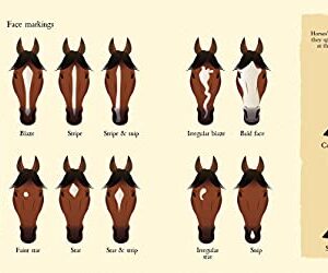 The Book of Horses: The ultimate guide to horses around the world