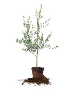 arbequina olive tree - live plant, includes special blend plant food & planting guide- size (3-4ft)