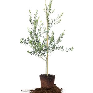 Arbequina Olive Tree - Live Plant, Includes Special Blend Plant Food & Planting Guide- Size (3-4FT)